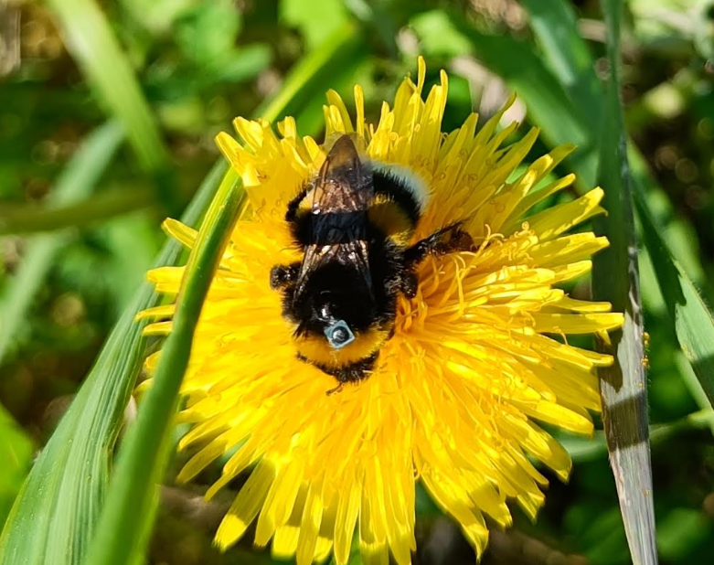 Insecticide in insect repellents impairs bumblebees&rsquo; ability to navigate